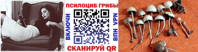 Псилоцибиновые грибы GOLDEN TEACHER  Александров 