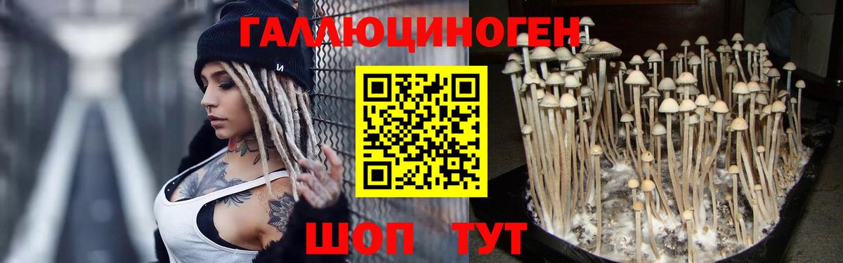 Александров  Псилоцибиновые грибы Psilocybe  Вход с VPN 